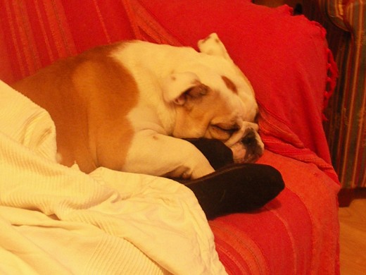 fionita durmiendo su siesta...ohhh fionita durmiendo su siesta...ohhh